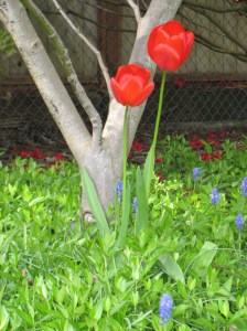 Red Tulip